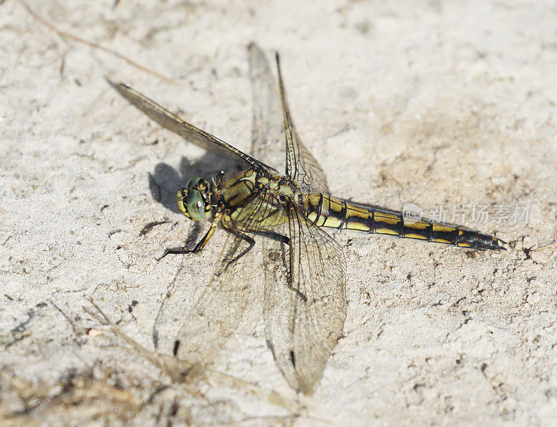 黑尾蜻蜓(Orthetrum cancellatum)雌